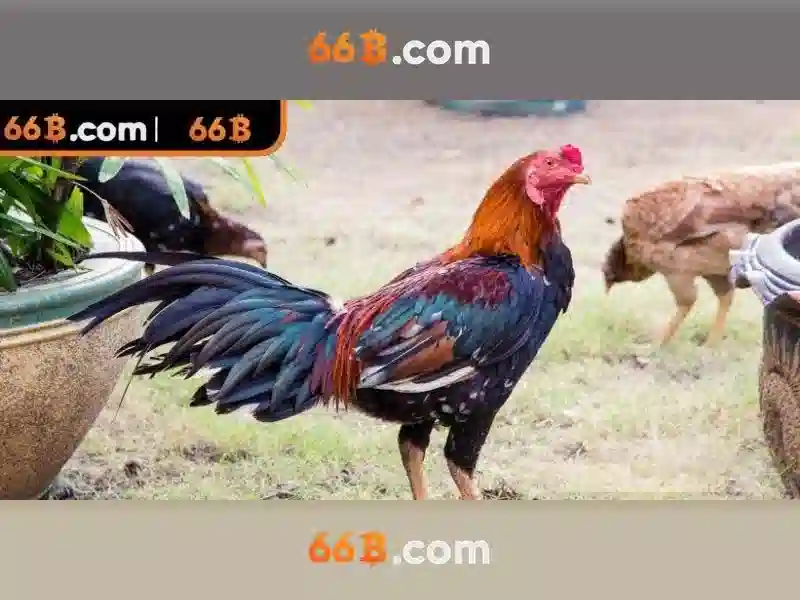 Tieu de gioi thieu ve 66B