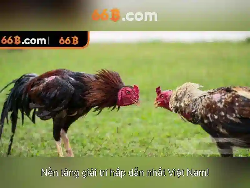 66B: Khái quát và ứng dụng