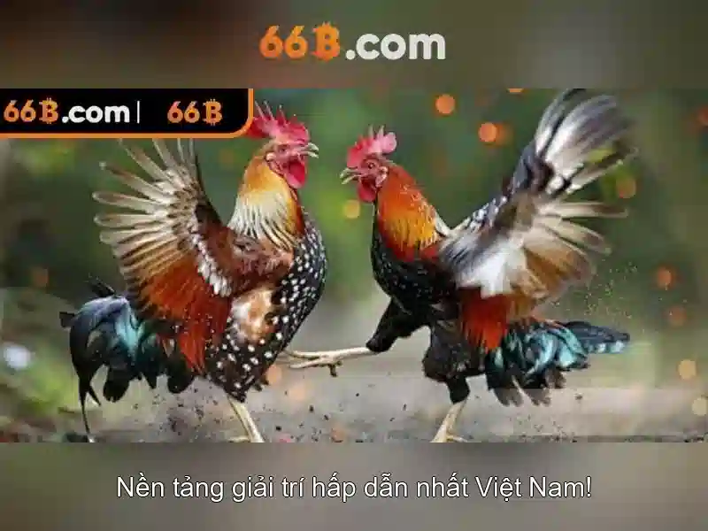 66B là gì?